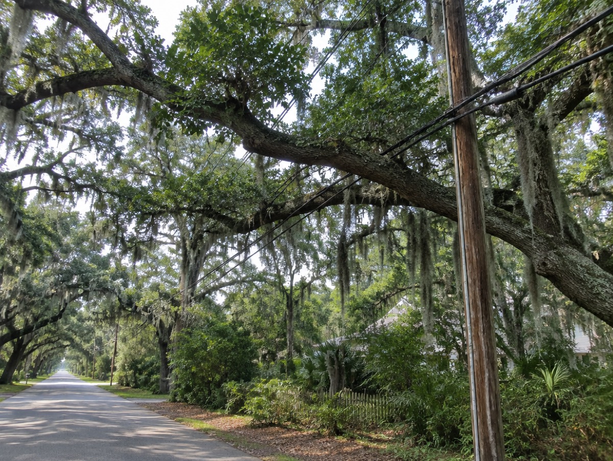 Oak branches grown into overhead power lines beside a wooden utility pole on a residential street