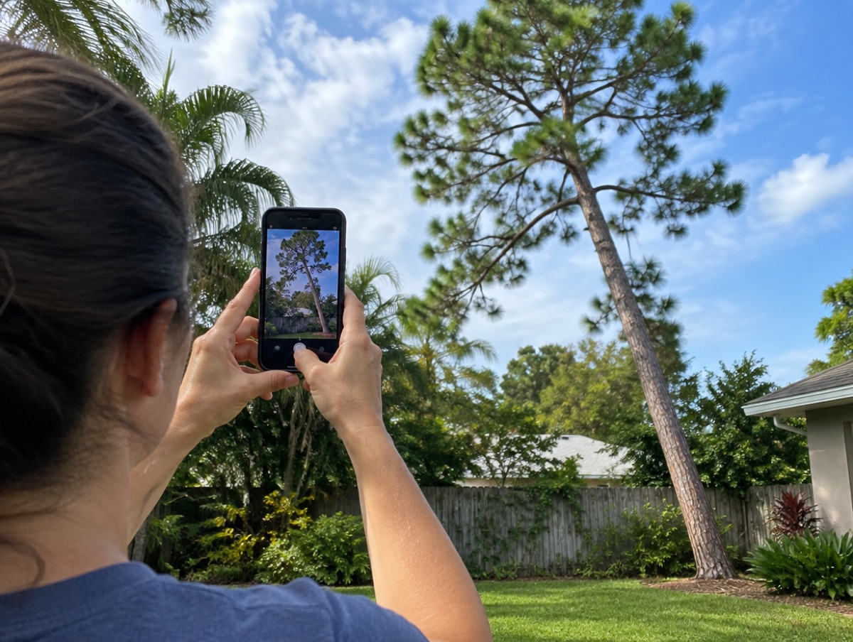 Over-the-shoulder view of a homeowner photographing a leaning pine with a phone